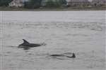 Inverness dolphin cruise - Bottlenose dolphins in Beauly Firth