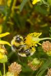 Male White-tailed bumblebee feeding on Ragwort