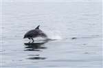 Bottlenose dolphin, Loch Nevis