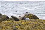 Common Seal, Loch Eynort, Loch Aineort