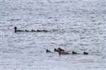 Tufted ducks and ducklings on Loch Druidibeag, South Uist