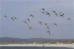 Oyster Catcher flock flying with Caisteal Ormacleit, Rudha Aird a' Mhuile, South Uist