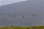 Oyster Catcher flock flying, Rudha Aird a' Mhuile, South Uist
