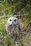 Short-Eared Owl, Benbecula