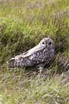 Short-Eared Owl, Benbecula