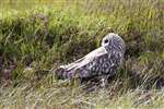 Short-Eared Owl looking round, showing head rotation, Benbecula
