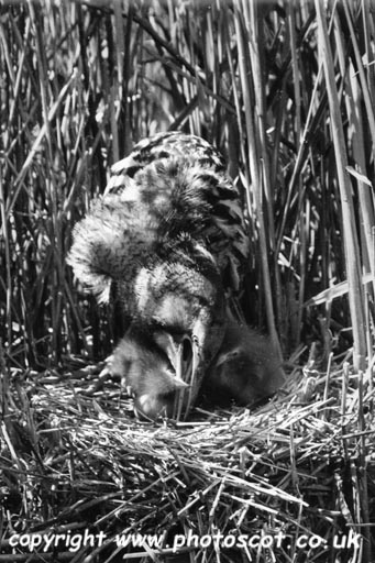 CEP bittern female feeding her young - see text below