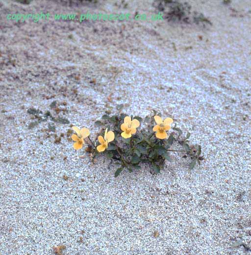 Yellow pansies - Viola curtissii, North Uist