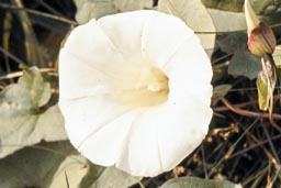 greater bindweed